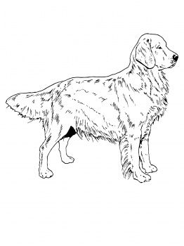 262x350 Dog Color Pages Printable Golden Retriever Dog Coloring Page
