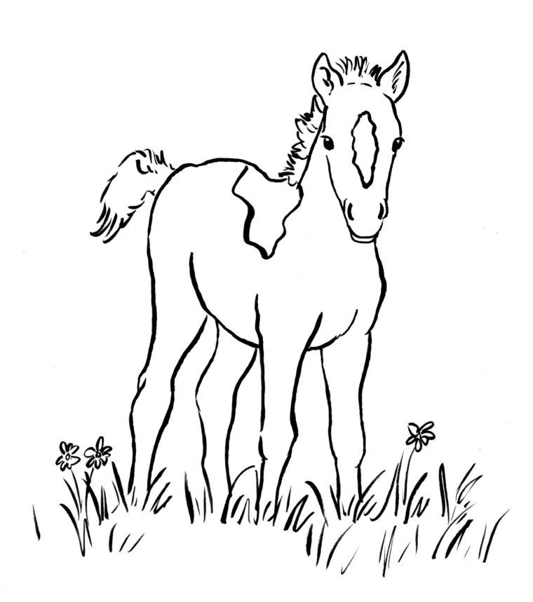 760x859 Foal Coloring Page