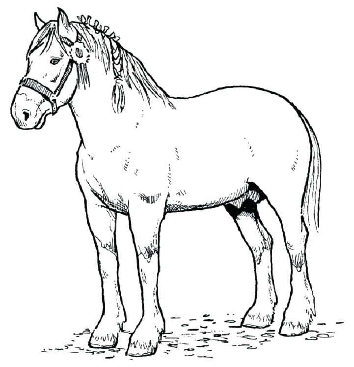 721x747 Free Printable Mustang Horse Coloring Pages Pa