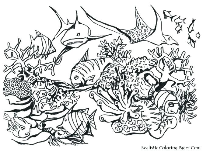 667x500 Ocean Habitat Coloring Pages Medium Size Of Sea Creatures Coloring