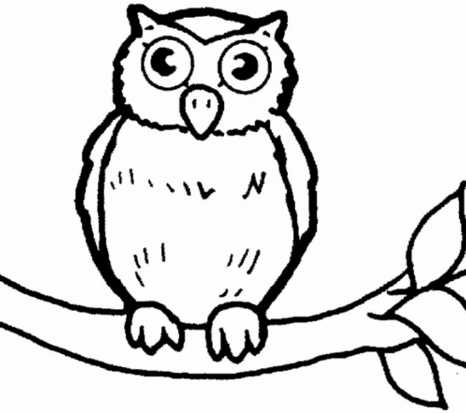 678x600 Owl Pictures To Colour In Breathtaking Owl Coloring Pages