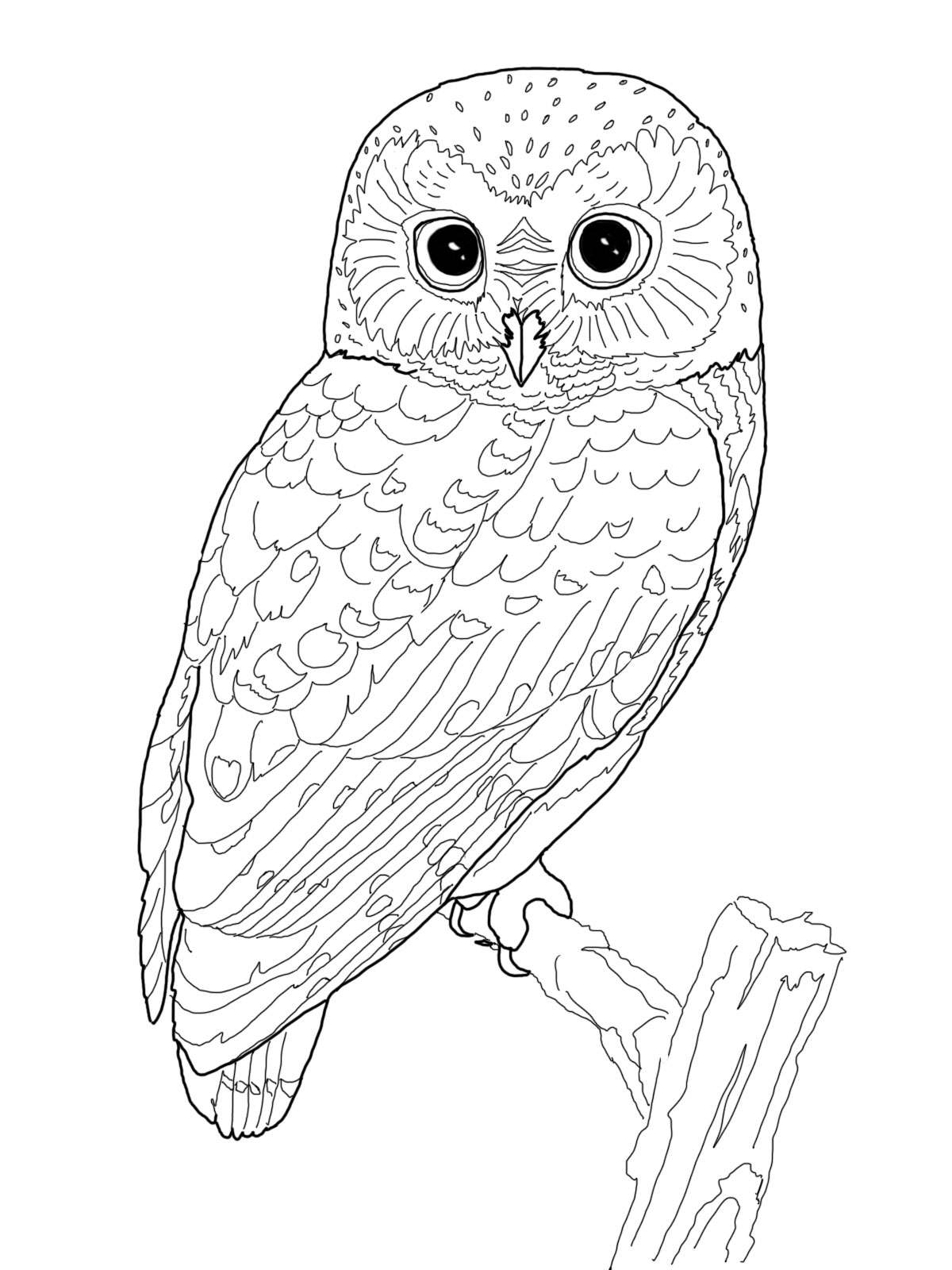 1200x1600 Adults Color Pages Free Printable Owls For Kids Owl Coloring Pages