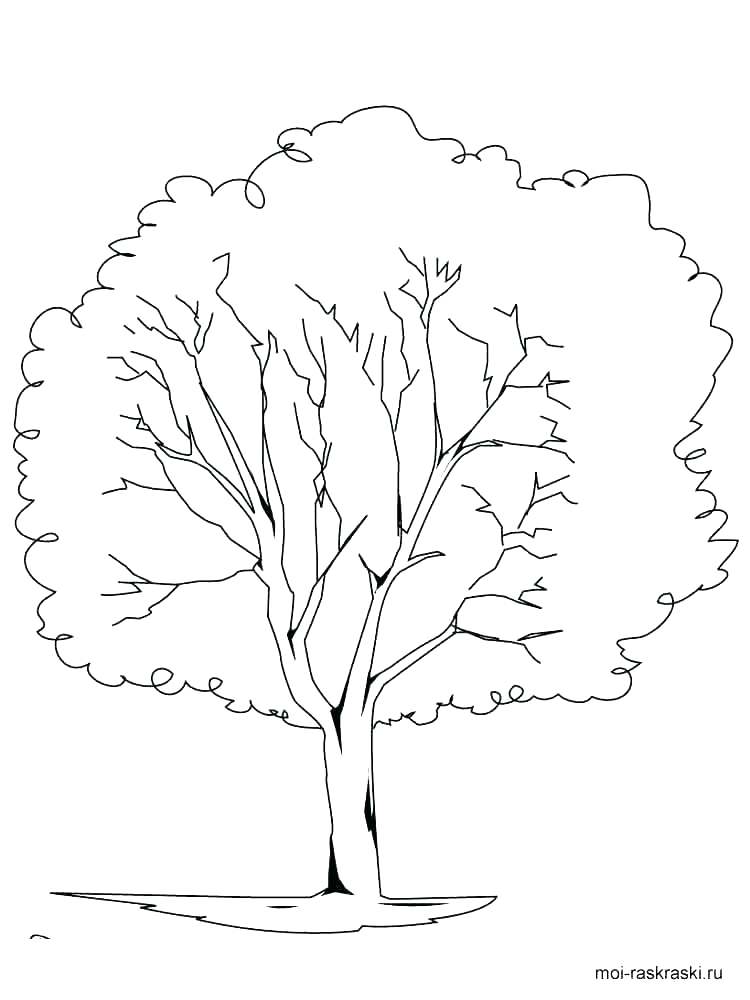 750x1000 Printable Tree Coloring Pages Printable Pine Tree Coloring Pages