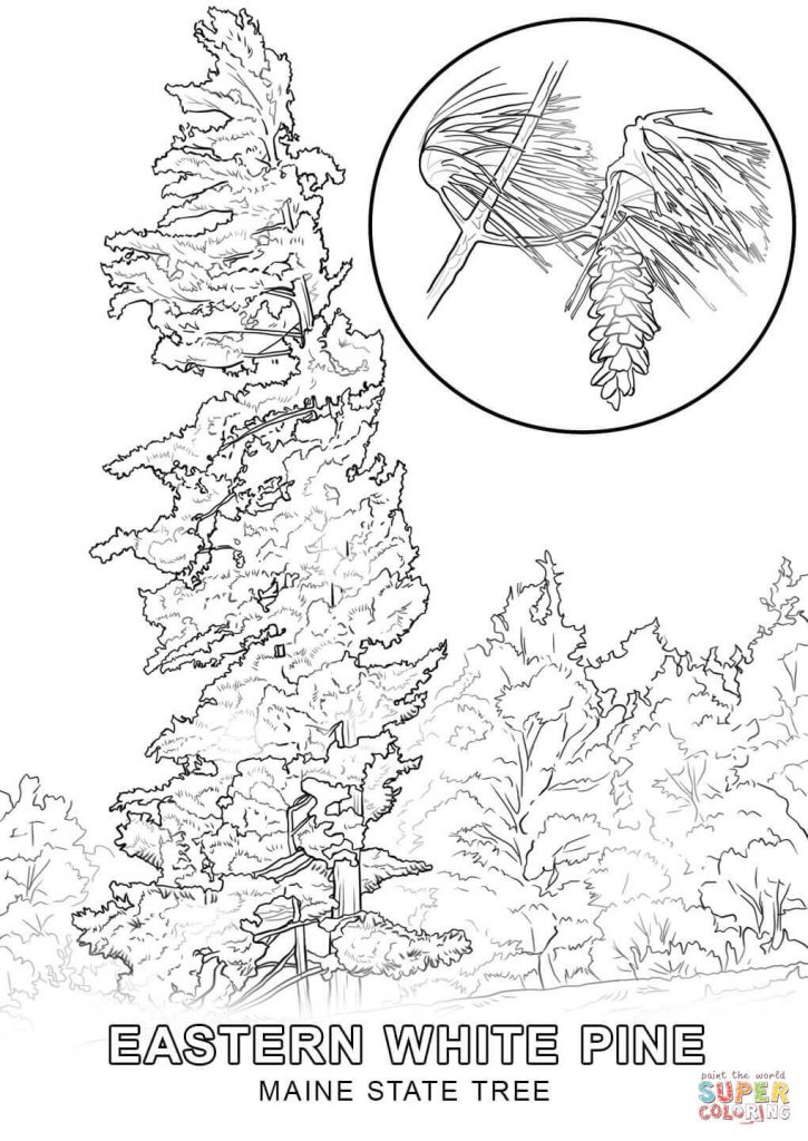 725x1024 White Pine Tree Coloring Page