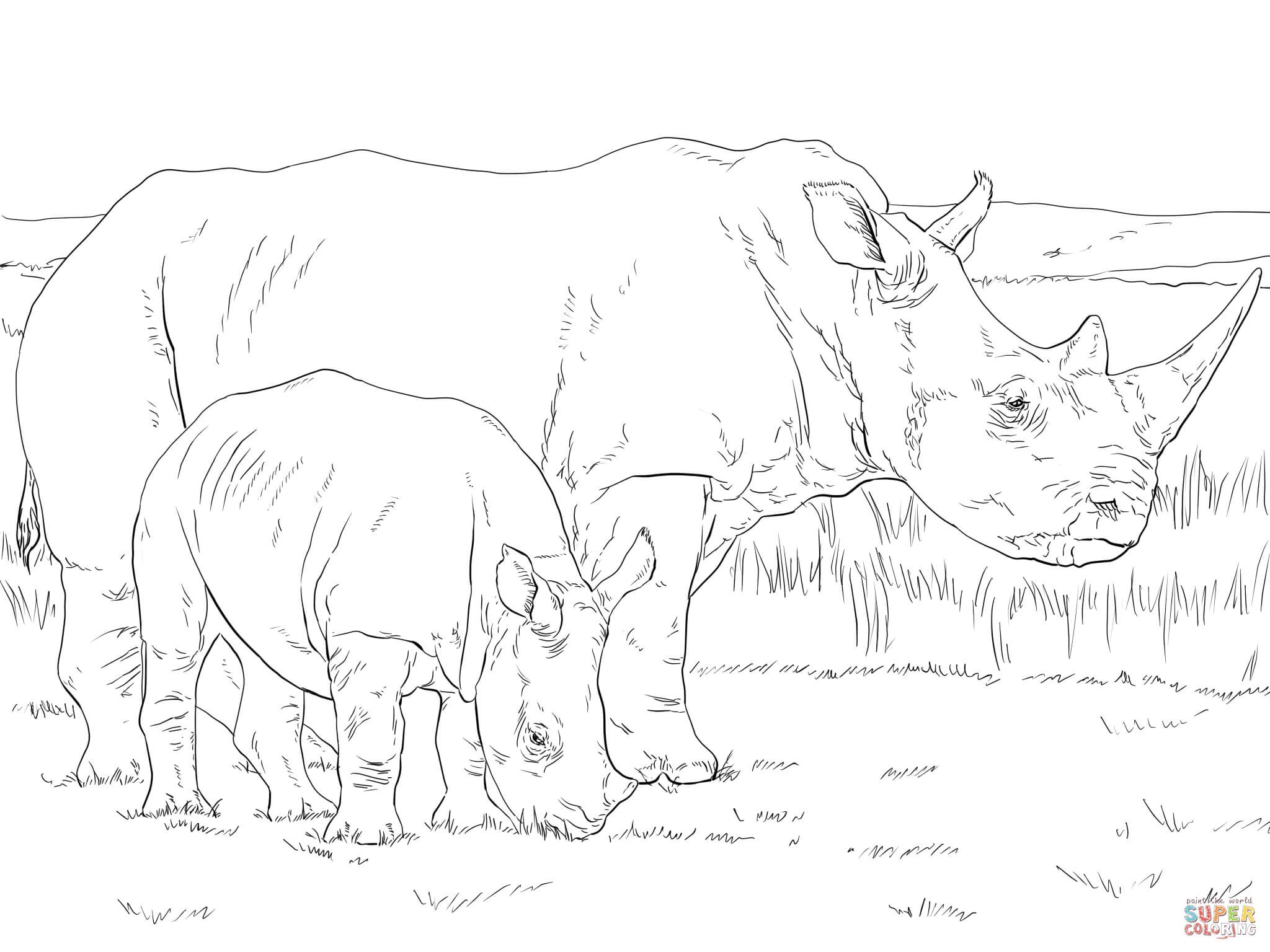 2048x1536 Realistic Rhino Coloring Pages Best Of White Rhino Mother And Baby