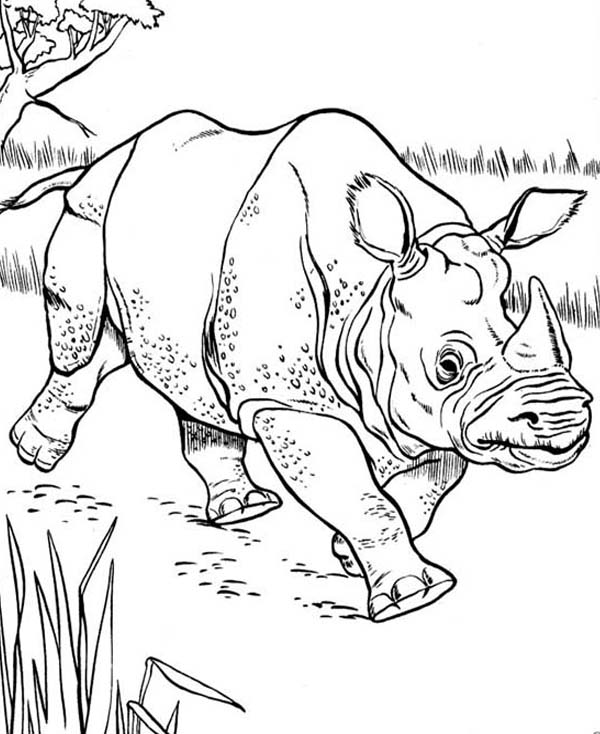 600x734 Sketch Of Rhino Coloring Pages Batch Coloring
