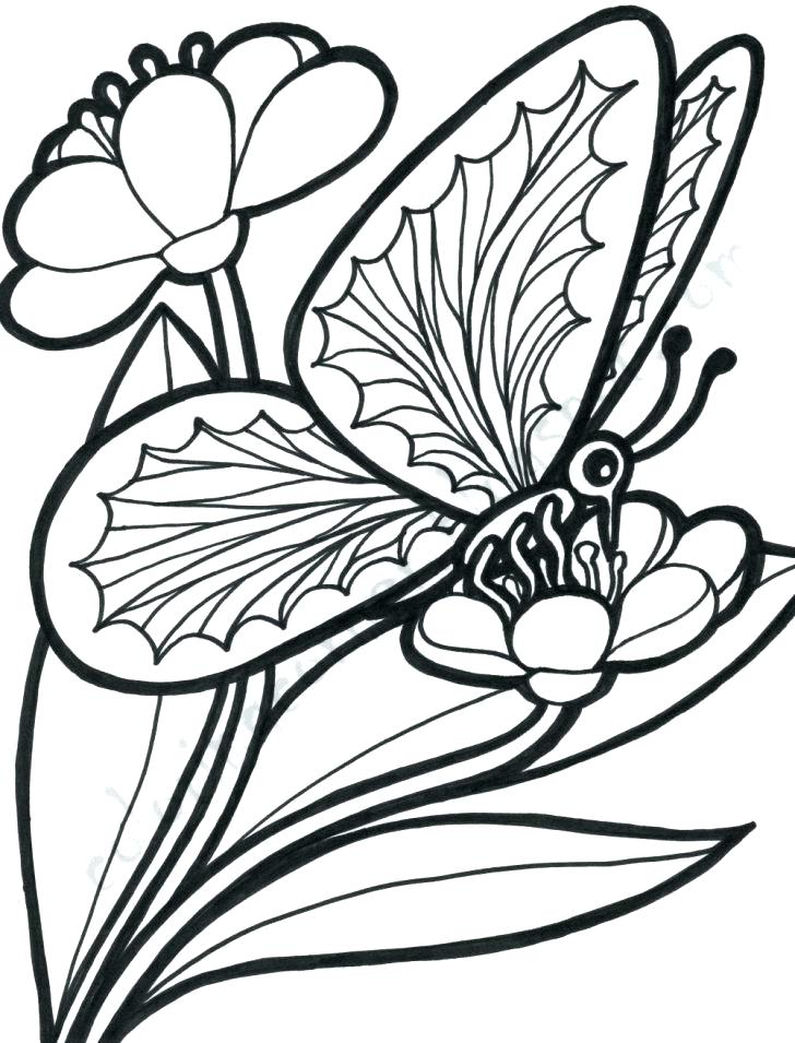 728x955 Butterfly Coloring Page Outstanding Cartoon Butterfly Coloring