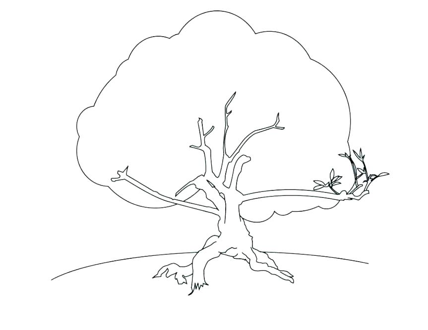 863x667 Coloring Pages Of Trees Coloring Pages Of Trees Without Leaves