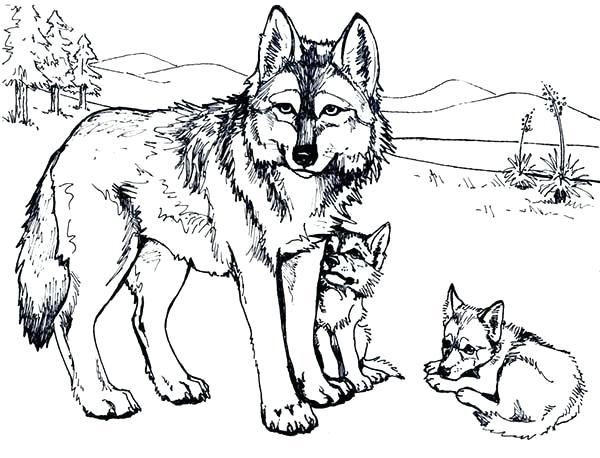 600x458 Breathtaking Wolf Printable Coloring Pages Wolf Coloring Pages