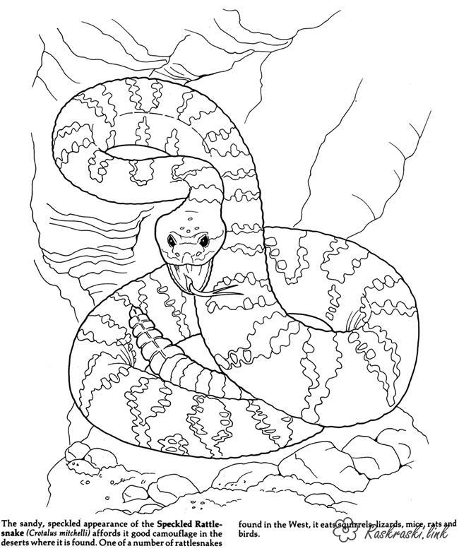 650x780 Forest Animals Free Coloring Pages Online Print Coloring Pages