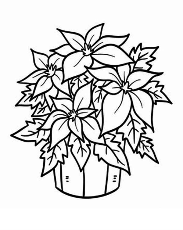 600x754 Fresh Poinsettia Flower In A Bucket Coloring Page