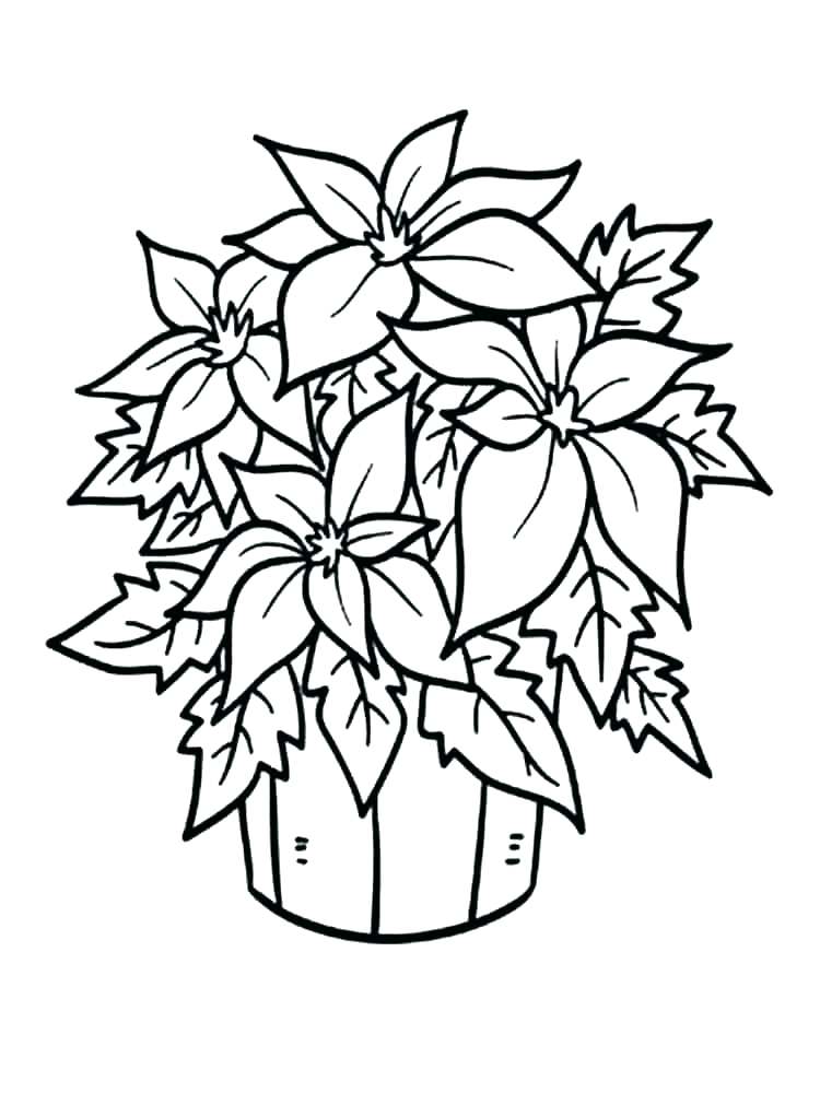 750x1000 Poinsettia Coloring Page Picture Of Poinsettia Coloring Page