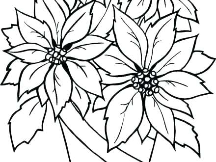 440x330 Poinsettia Coloring Pages Incredible Pink Poinsettia Became
