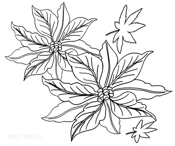600x500 Poinsettia Coloring Pages Poinsettia Coloring Page Poinsettia