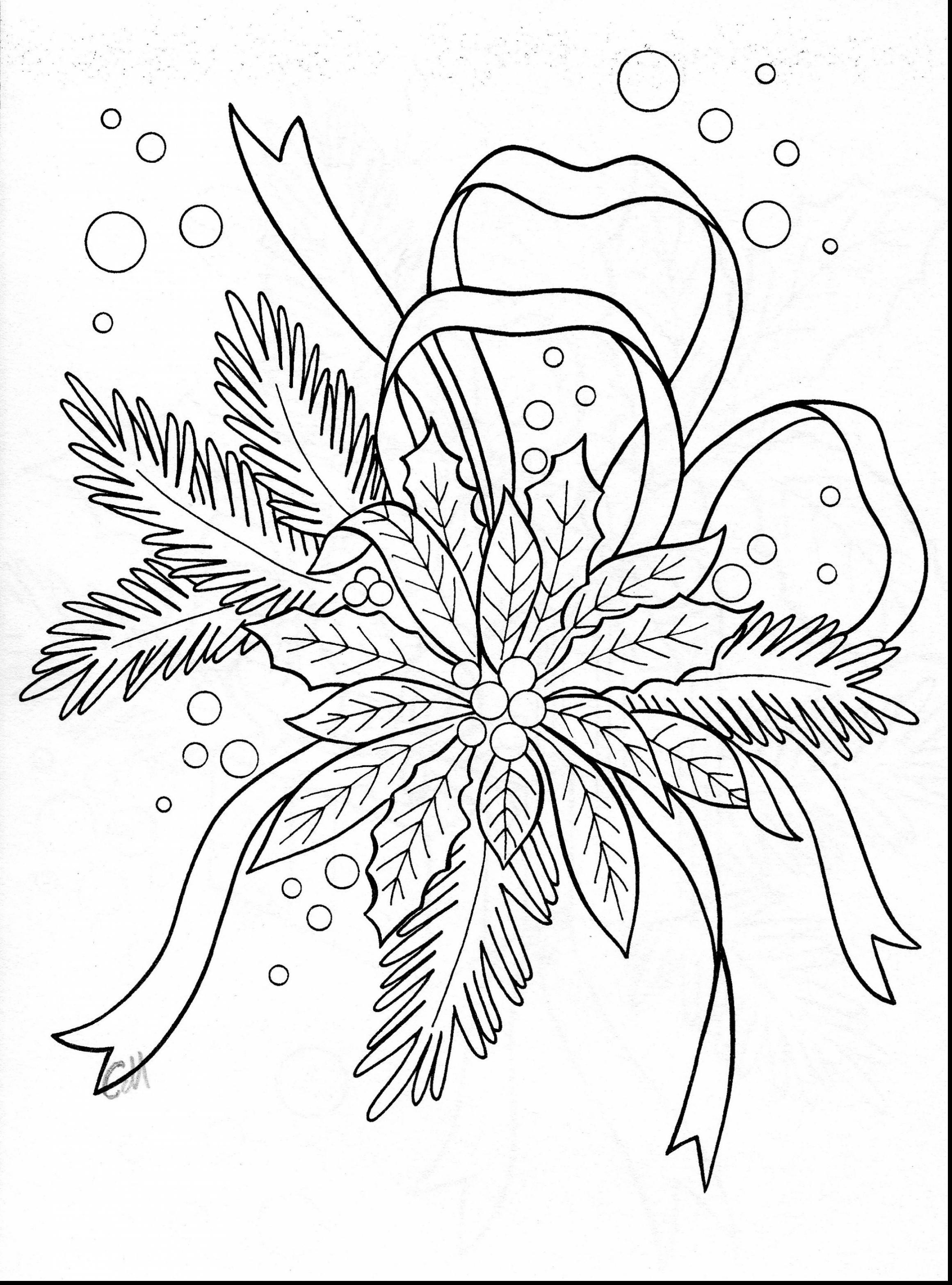 2321x3133 Poinsettia Flower Coloring Page Free Stock Photo