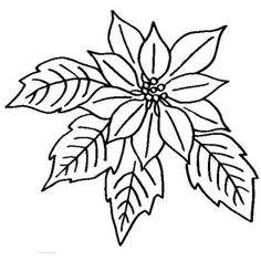 236x236 Poinsettia Flower Coloring Sheet Angels Poinsettia