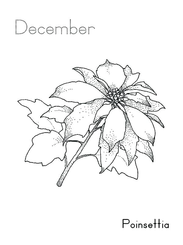 600x800 Poinsettia Coloring Pages