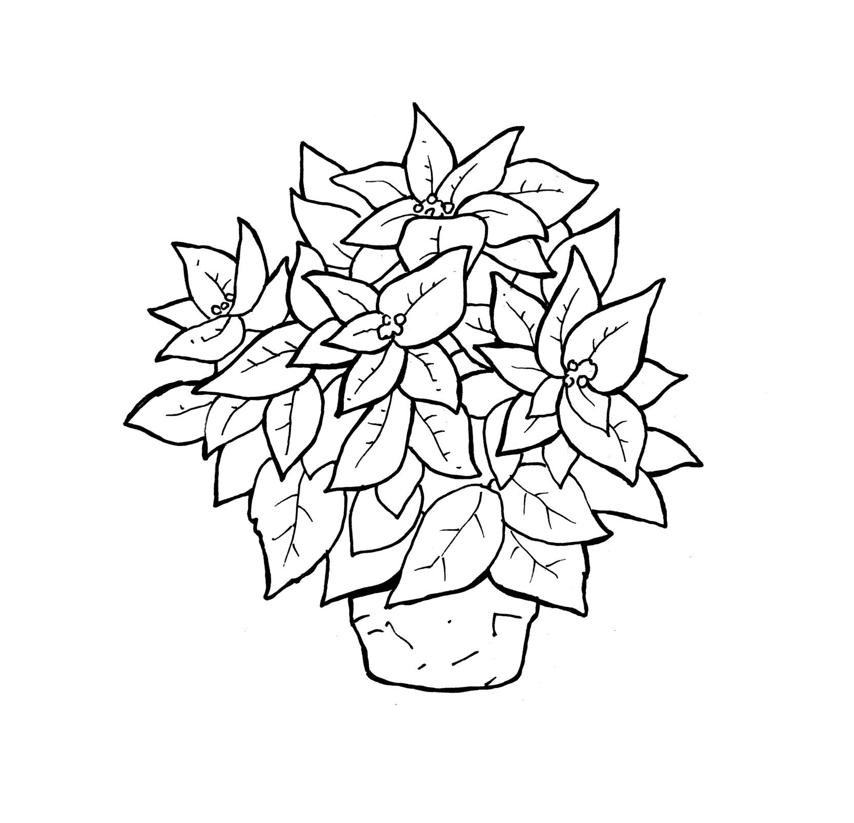 1665x1605 Fascinating Printable Poinsettia Coloring Pages Me Image