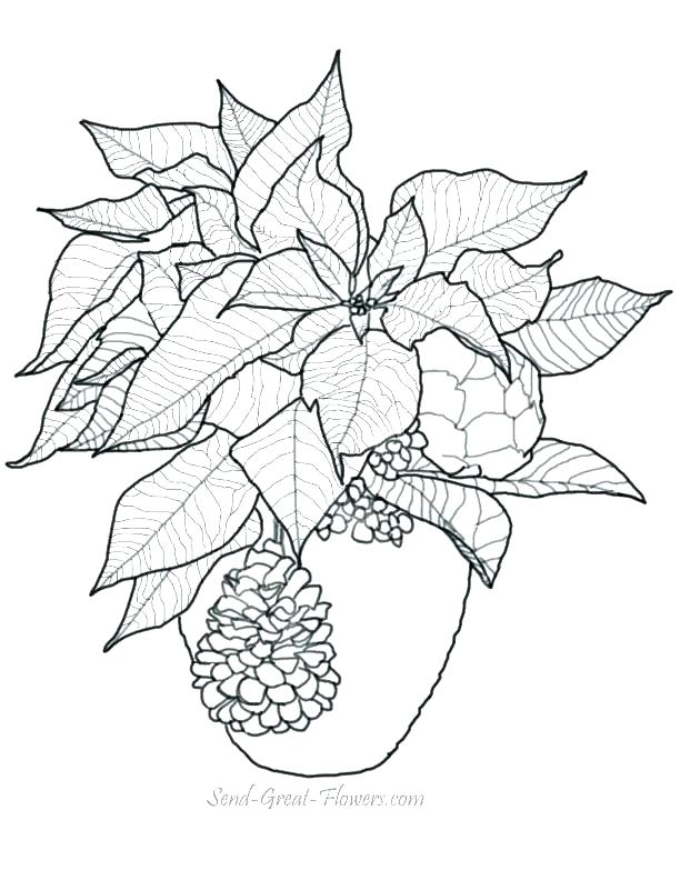 612x792 Flower Coloring Pages Page Image Images Poinsettia Flower Coloring