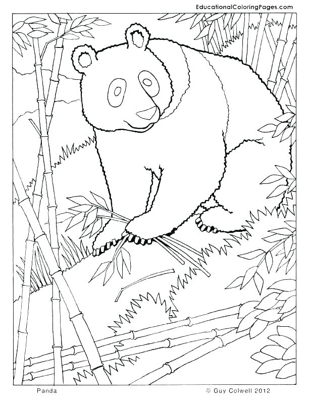 612x792 Rainforest Animal Coloring Pages Forest Animals Coloring Pages As