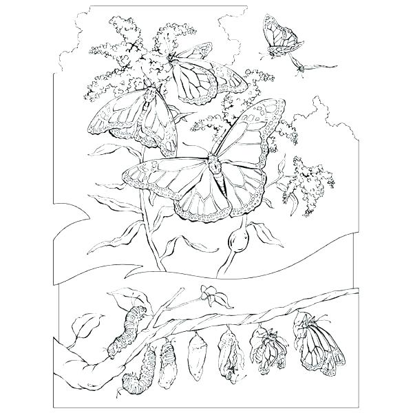600x600 Realistic Animal Coloring Pages