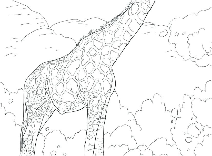 827x609 Realistic Giraffe Coloring Pages Vanda