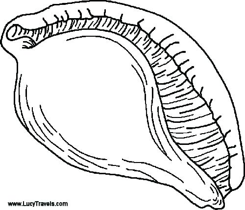 500x429 Seashell Coloring Pages Preschool Seashells Coloring Page Coloring