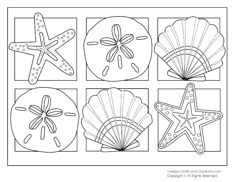 800x618 Seashell Coloring Pages Sea Shell Coloring Page Sea Shell Coloring