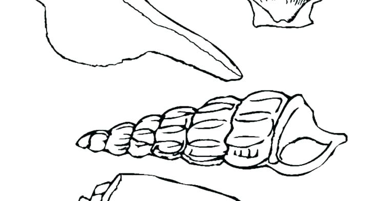 728x393 Seashells Coloring Page Seashells Coloring Page Seashell Coloring