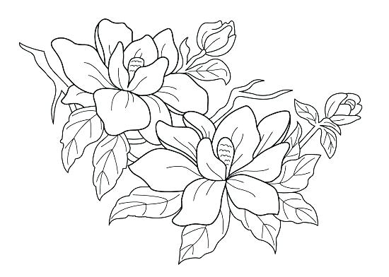 550x392 Flower Coloring Pages Printable Free Free Printable Flowers