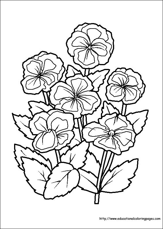 567x794 Flower Coloring Coloring Pages Free For Kids