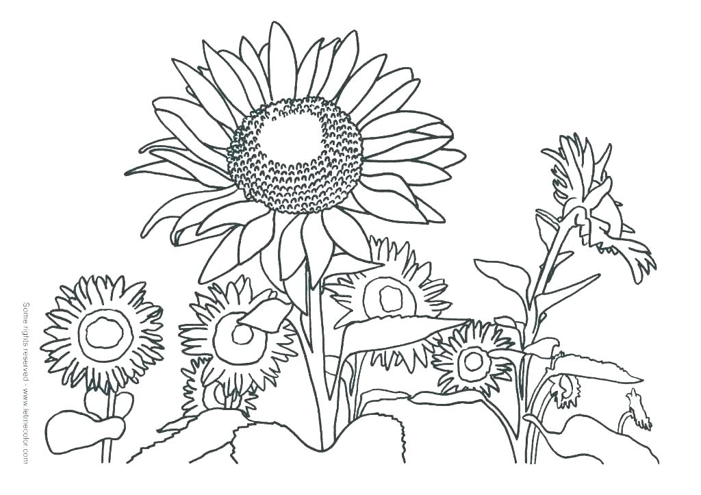 1024x723 Self Portrait Coloring Page Self Portrait Coloring Page Van