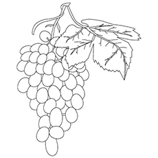 230x230 Top Free Printable Lovely Grapes Coloring Pages Online