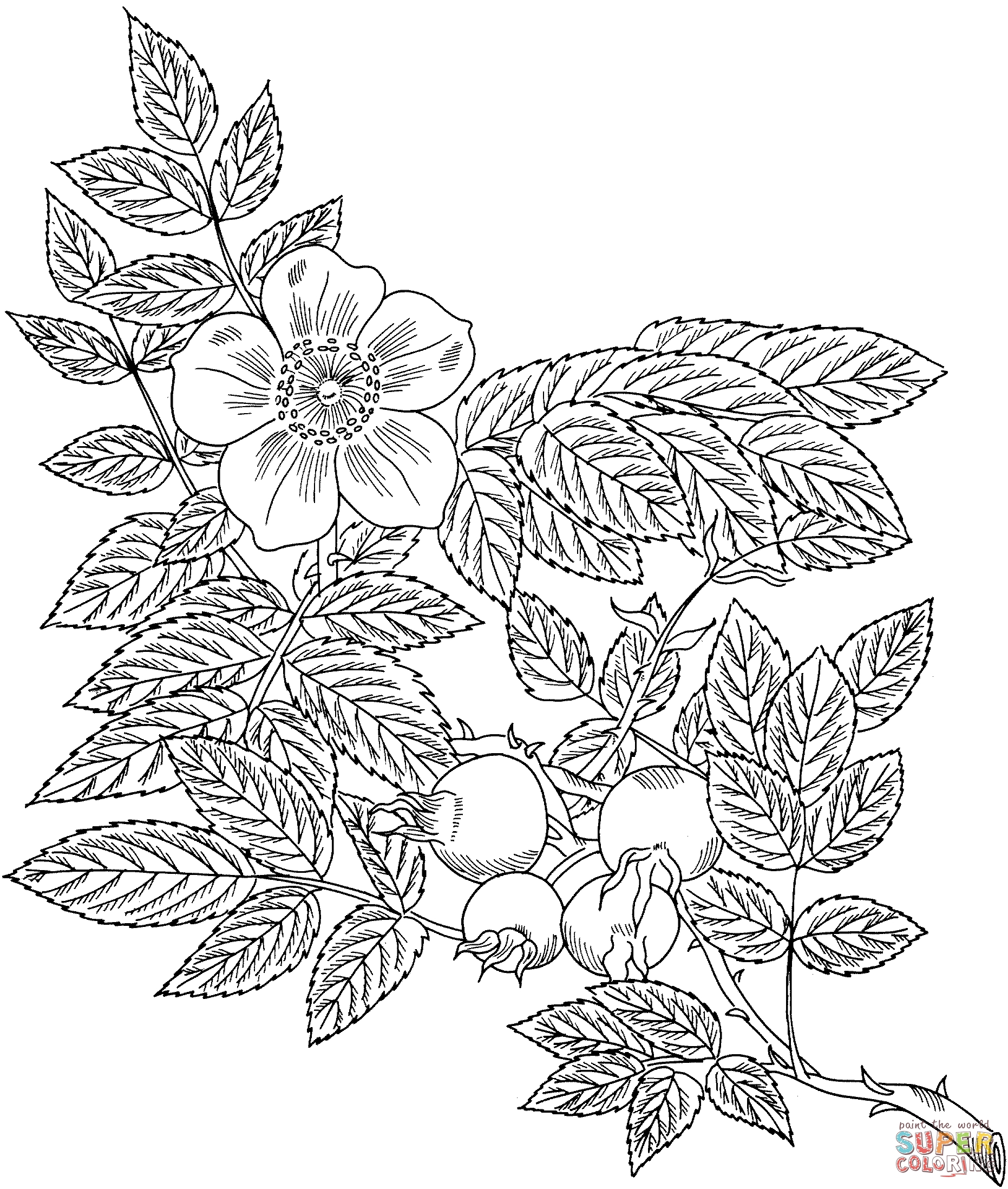 1862x2196 Unique Free Coloring Pages Vine Collection Great Collection