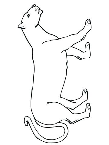 360x480 Mountain Lion Coloring Pages Walking Mountain Lion Coloring Page