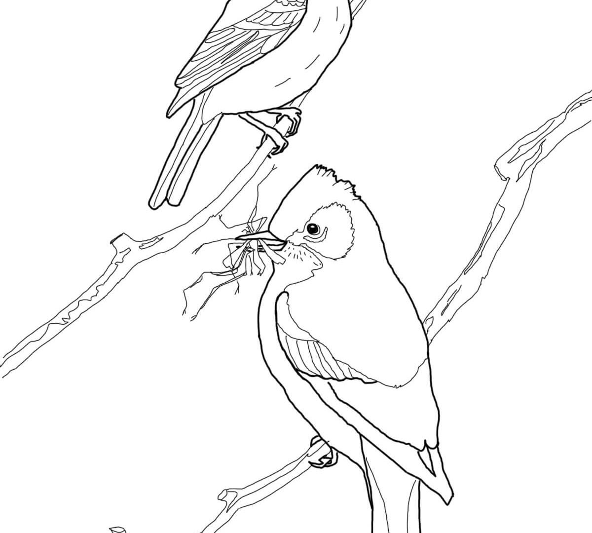 1200x1080 Best Of Loon Coloring Pages Gallery Free Beauteous Page