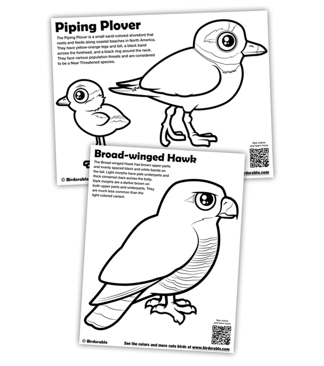 640x724 New Coloring Pages Piping Plover And Broad Winged Hawk In Free