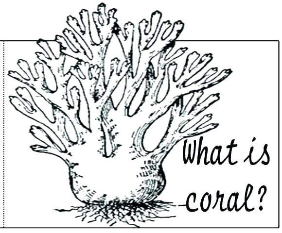 580x480 Coral Reef Coloring Page Coral Coloring Pages Coral Reef Coloring