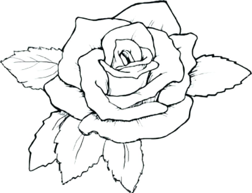960x736 Roses Coloring Page Free Roses Coloring Pages For Adults To Print
