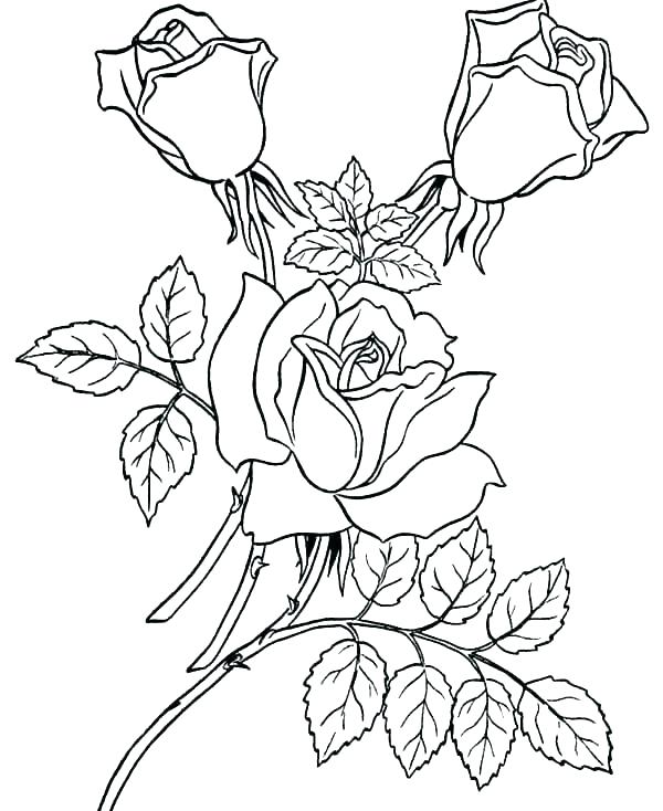 600x734 Roses Coloring Pages Compass Rose Coloring Sheet Coloring Page
