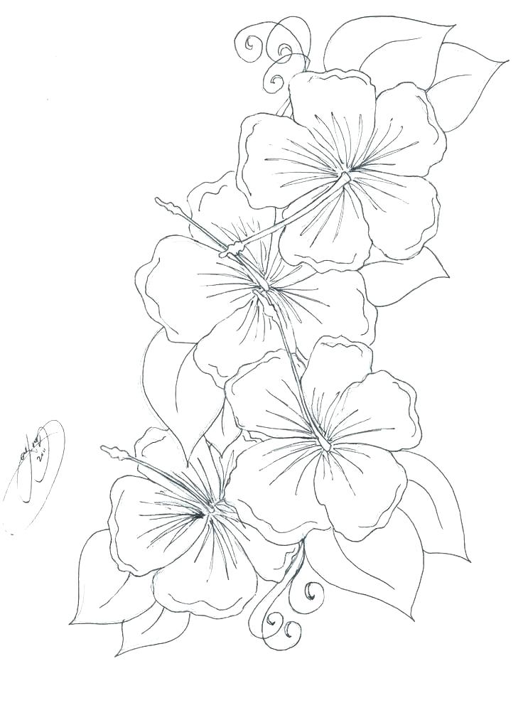 736x1013 Realistic Flower Coloring Pages Flower Color Pages Flower Coloring