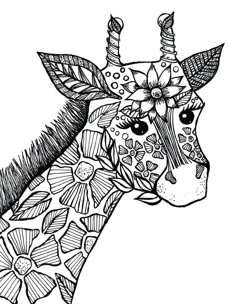 736x977 Animal Coloring Pages For Adults Dolphin Coloring Pages Free