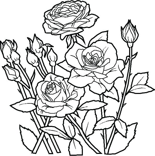 593x596 Intricate Flowers Colouring Pages Flower Coloring Free