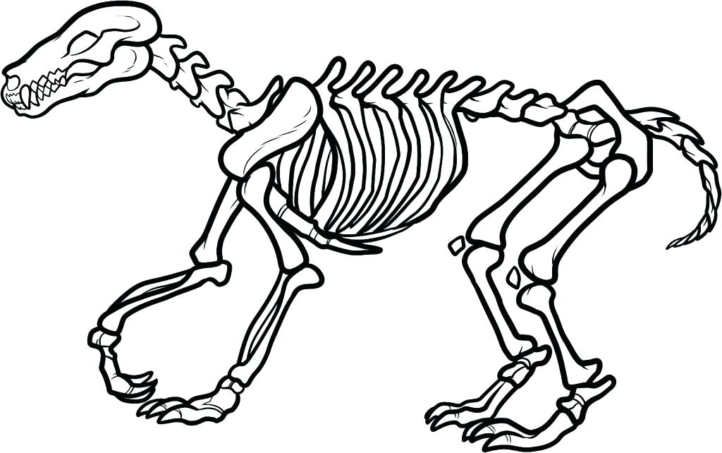 1024x642 Human Skeleton Coloring Pages Human Skeleton Coloring Pages Clip