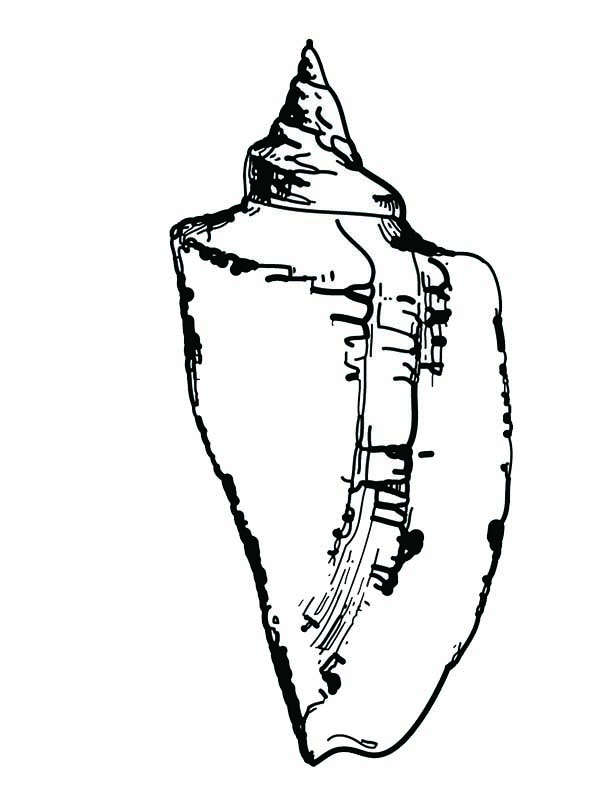 600x800 Gorgeous Fighting Conch Seashell Coloring Page