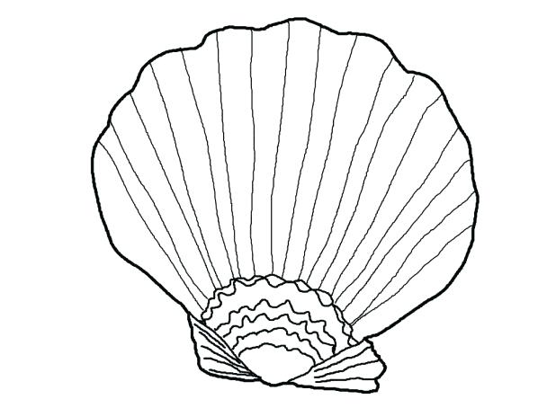 618x464 Seashells Coloring Page Shell Coloring Pages Seashell Coloring