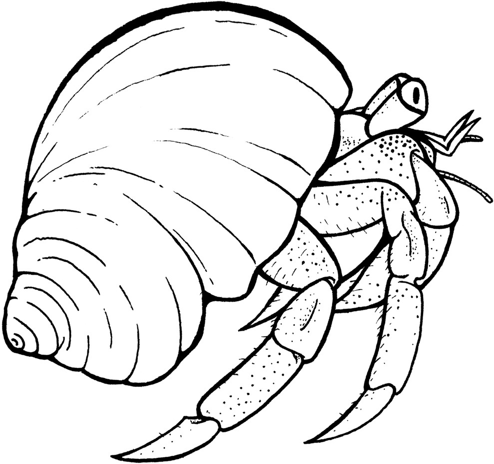 989x929 Shell Coloring Pages Zimeon Me Throughout