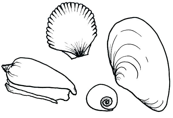600x409 Sea Shell Coloring Page Seashell Coloring Page Seashells Coloring