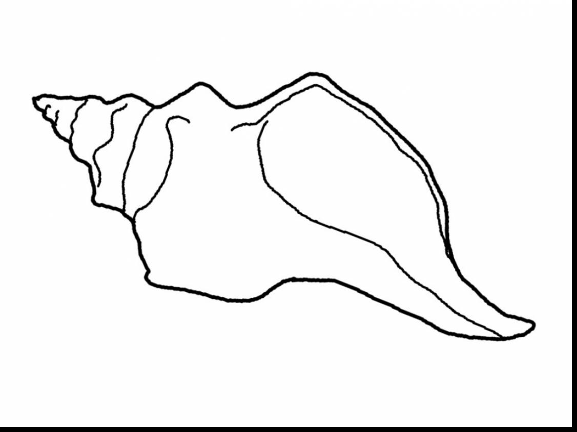1126x844 Seashell Coloring Pages