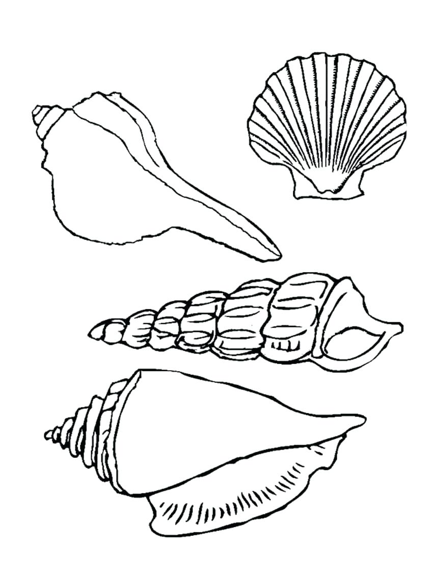 850x1116 Reduced Seashells Coloring Page Sea Shell Drawing At Getdrawings